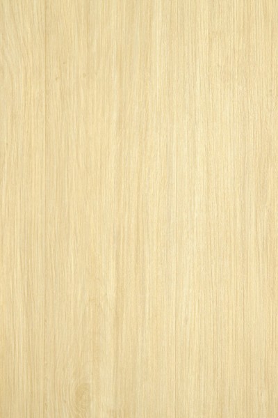Tradition - 331500